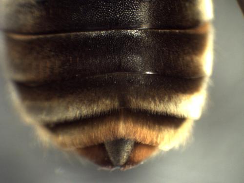 Eucera longicornis